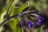 Anchusa azurea