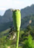 Papaver albiflorum. Незрелый плод. Крым, Карадагский заповедник, гора Святая, склон с рудеральной растительностью среди посадок сосны. 14 мая 2015 г.