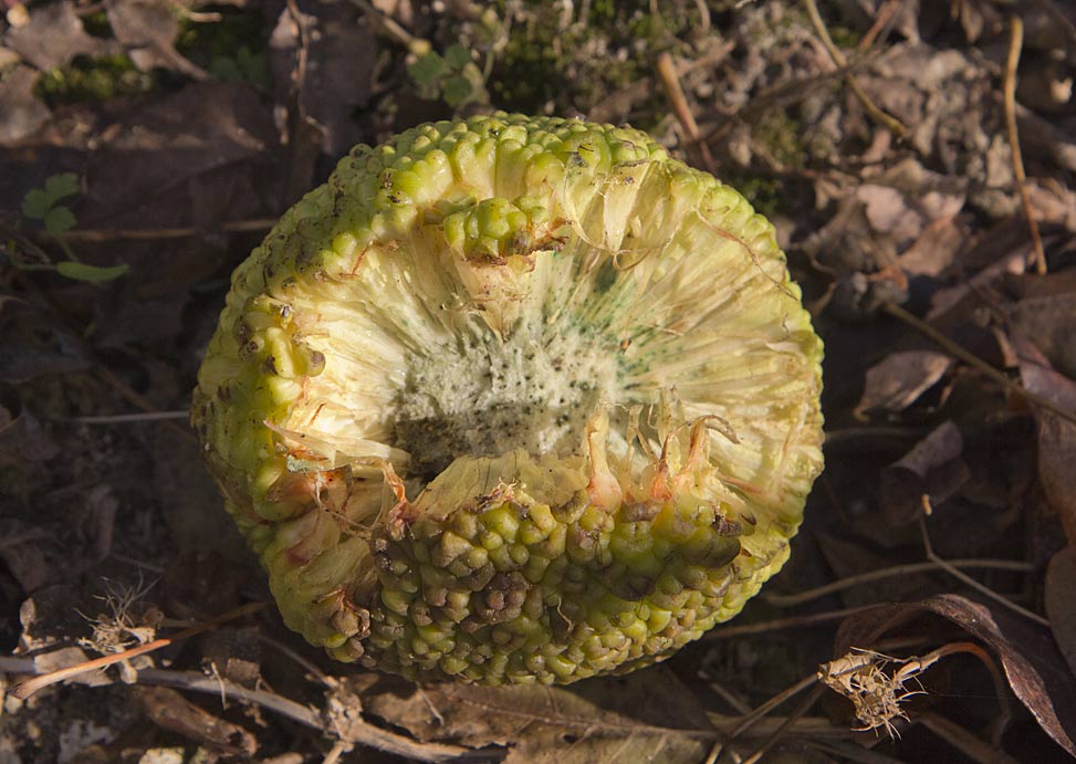 Изображение особи Maclura pomifera.