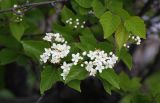 Sorbus alnifolia