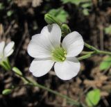 Minuartia circassica. Цветок. Кабардино-Балкария, Эльбрусский р-н, долина р. Ирик, ок. 2300 м н.у.м. 13.07.2016.