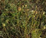 Scabiosa ochroleuca