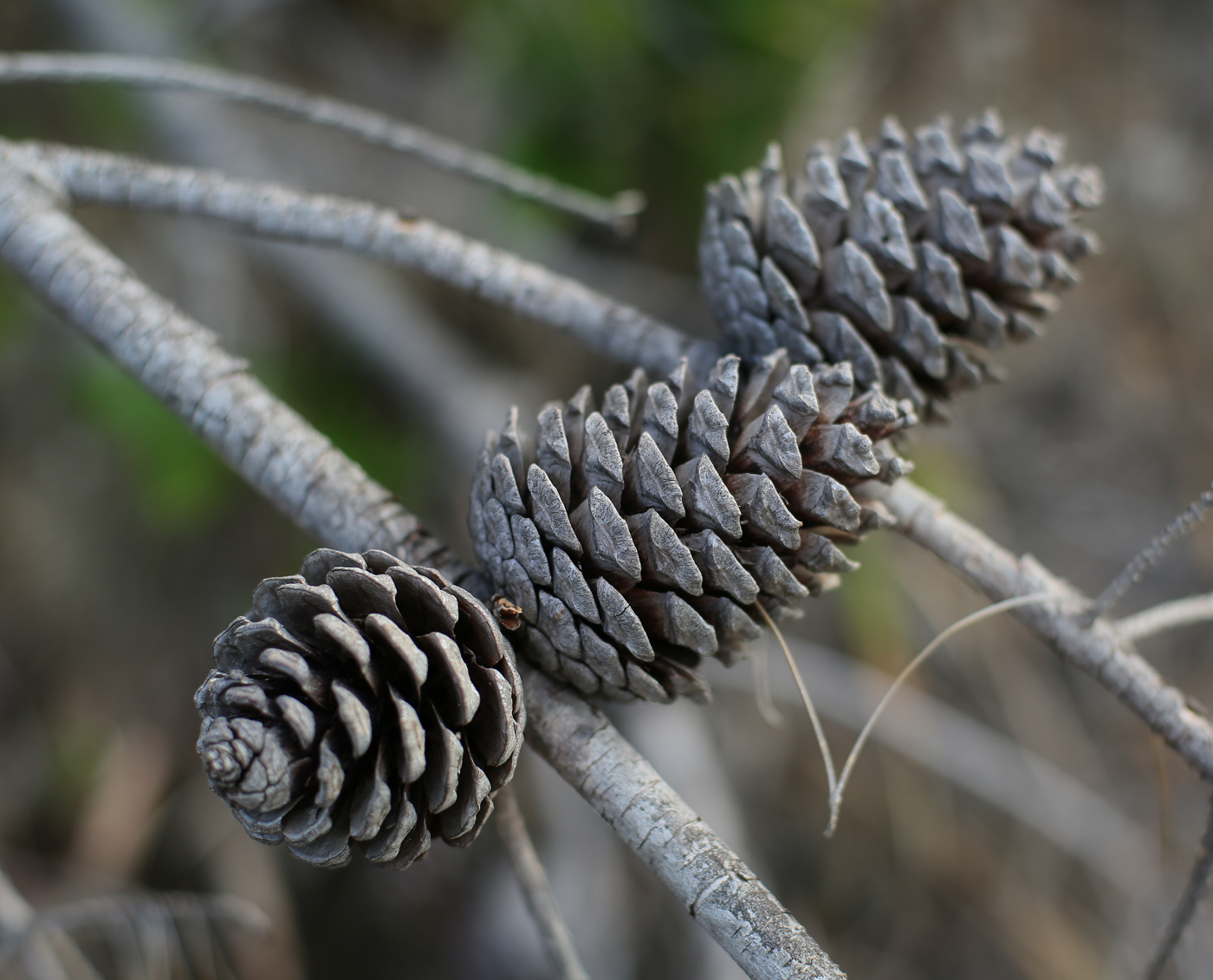 Изображение особи Pinus pityusa.