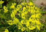 Euphorbia cyparissias. Соцветие с муравьем. Пермь, Свердловский р-н, между плитками на краю тротуара. 7 июня 2017 г.