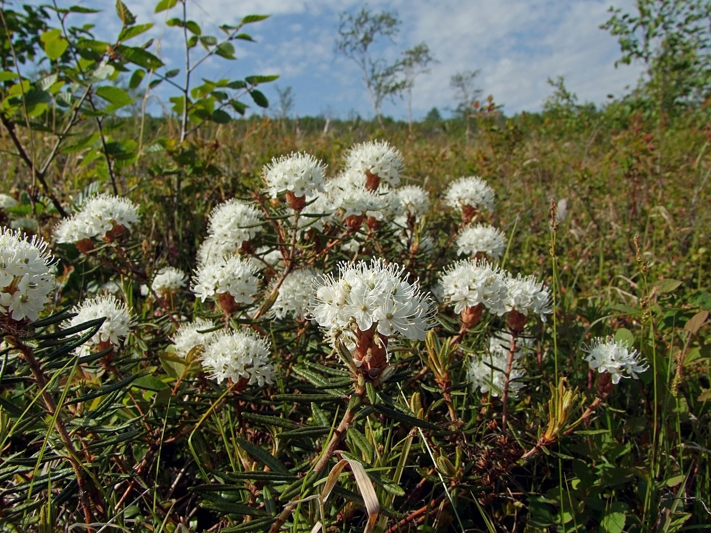 Изображение особи Ledum decumbens.