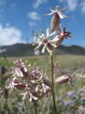 Silene graminifolia. Верхушка цветущего растения. Южный Казахстан, Таласский Алатау, запов. Аксу-Жабаглы, урочище Каскабулак, выс. 3150 м н.у.м., альпийский луг на моренных отложениях. 16 июля 2017 г.