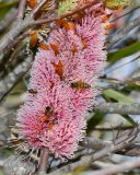 Hakea multilineata