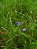 Campanula rotundifolia