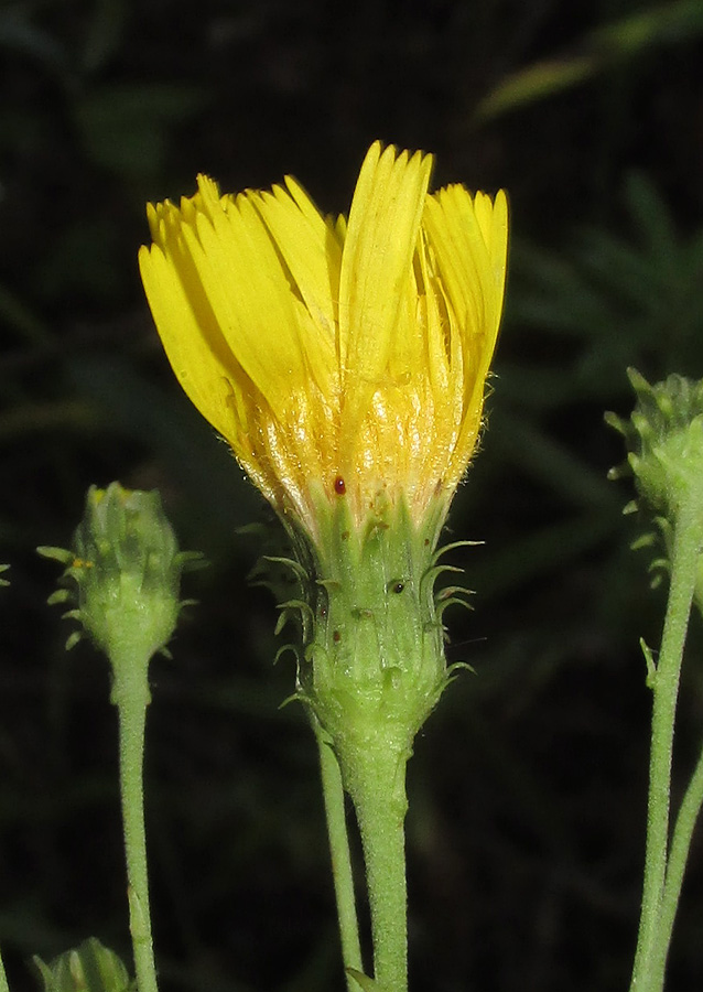 Изображение особи Hieracium umbellatum.