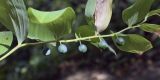 Polygonatum odoratum. Верхушка плодоносящего растения. Крым, окр. с. Соколиного, Большой Каньон, крутой склон вдоль тропы в буковом лесу. 17.08.2017.