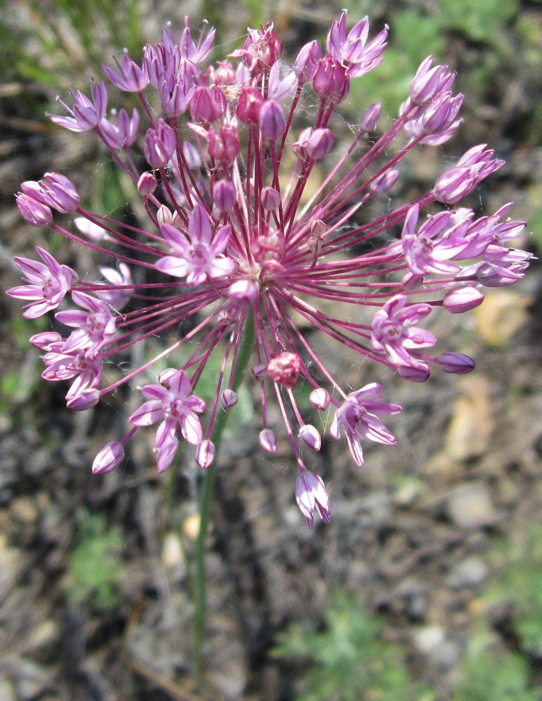 Изображение особи Allium pallasii.