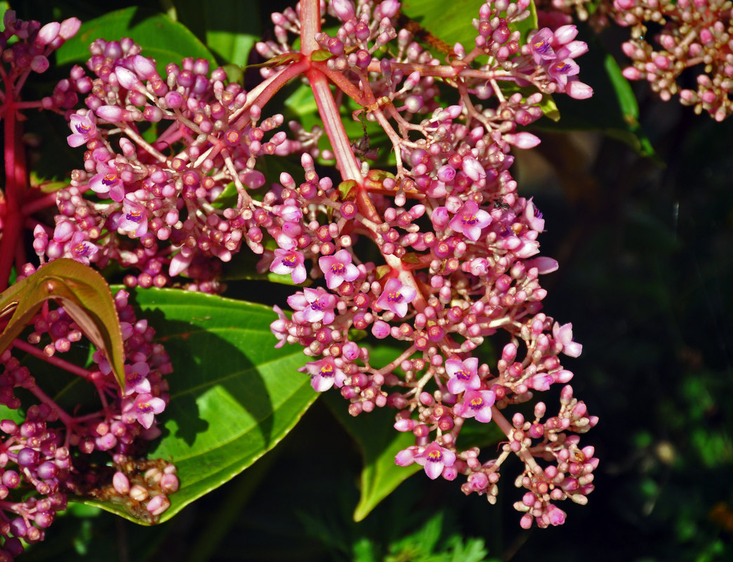 Изображение особи Medinilla cummingii.