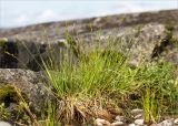 Carex canescens. Цветущее растение. Карелия, каменистый берег оз. Топозеро, углубление в скале, заполненное водой. 18.07.2017.