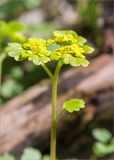 Chrysosplenium alternifolium. Верхушка побега с соцветием. Ленинградская обл., Ломоносовский р-н, долина р. Шингарка, влажный низкий берег во время разлива. 12.05.2018.