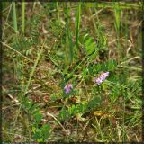 Vicia cassubica