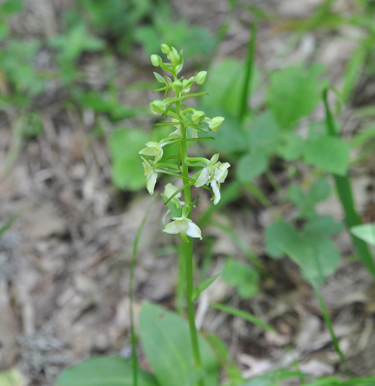 Изображение особи Platanthera chlorantha.