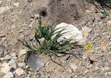 Tragopogon reticulatus. Цветущее растение. Карачаево-Черкесия, Тебердинский заповедник, хр. Домбай, г. Мусса-Ачитара, осыпь в субальпийском поясе. 27.07.2017.