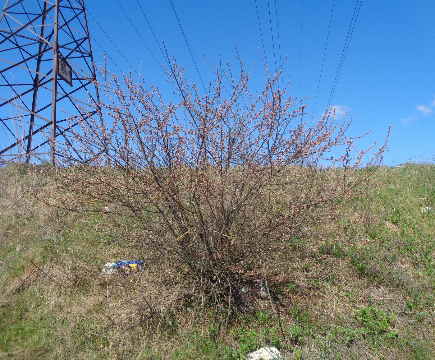 Изображение особи Cerasus tomentosa.