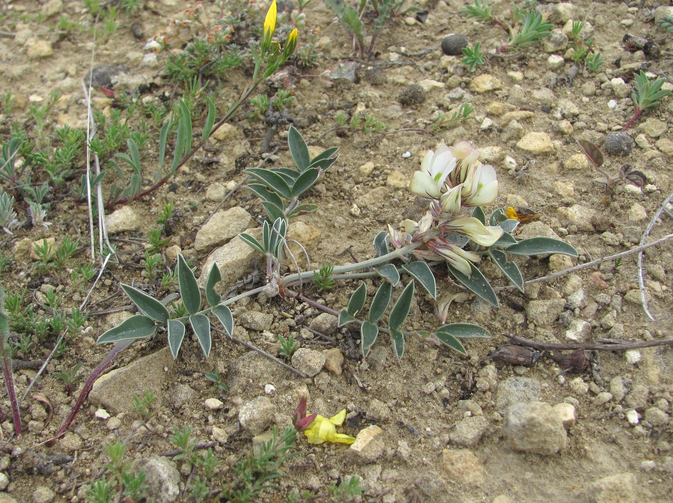 Изображение особи Hedysarum daghestanicum.