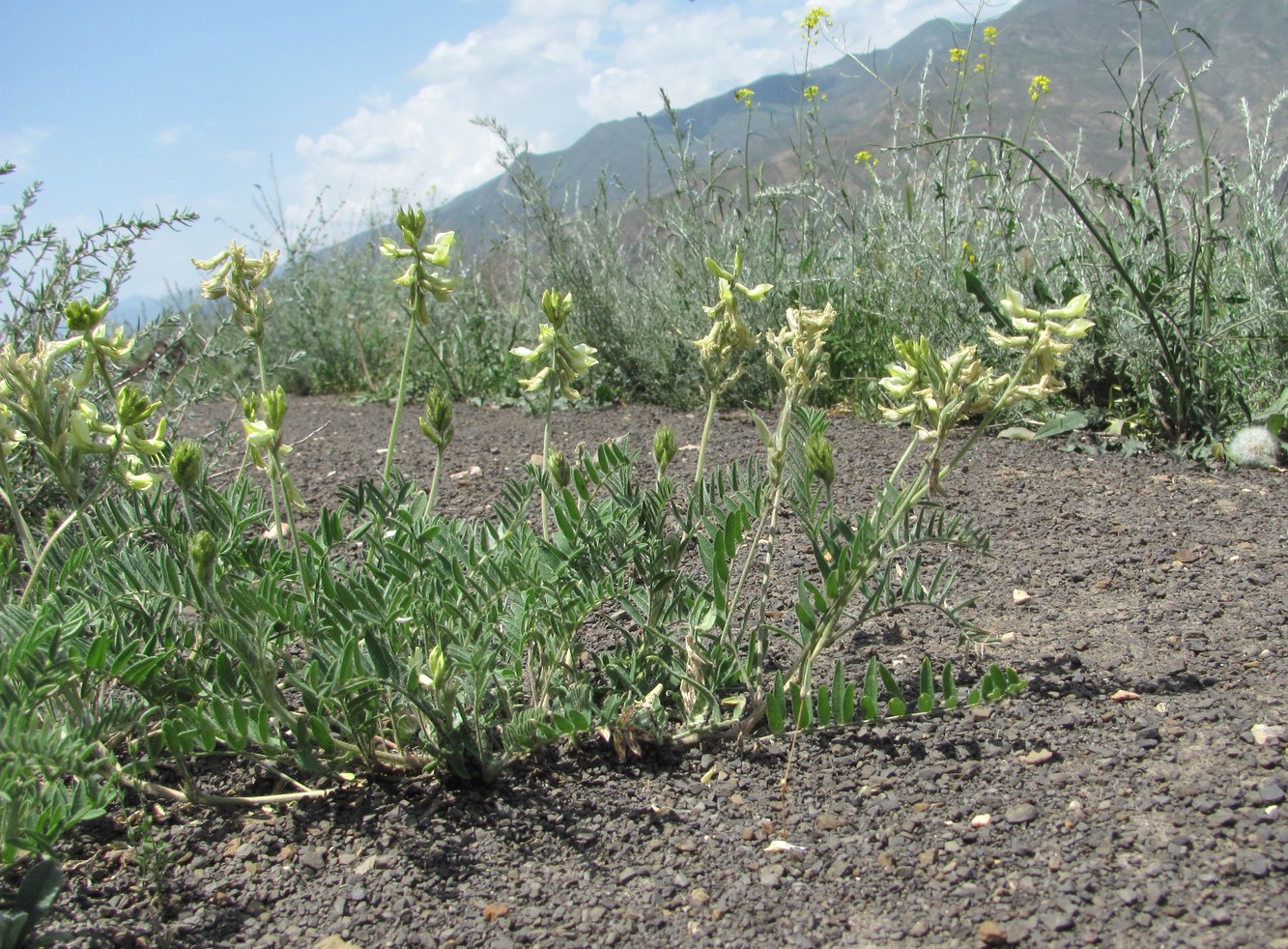 Изображение особи Oxytropis pallasii.