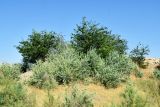 Populus pruinosa. Молодые деревья (на заднем фоне - молодые деревья Gleditsia triacanthos). Узбекистан, Ташкентская обл., Бекабадский р-н, окр. кишлака Янги-Хаят, Дальверзинская степь, берег р. Сырдарья. 22.06.2019.