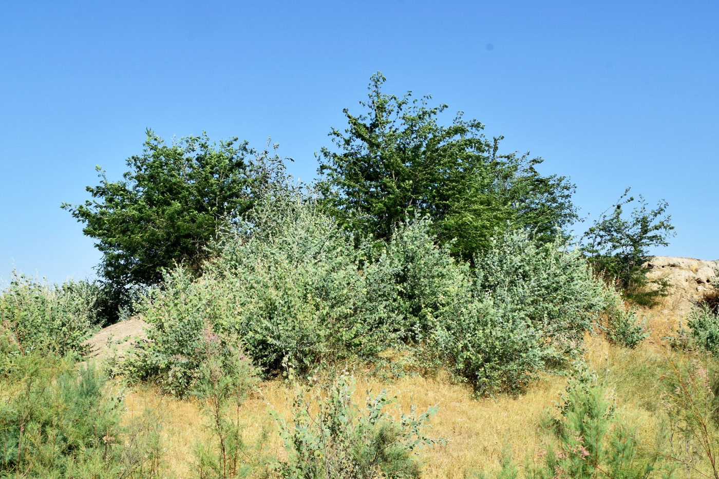 Image of Populus pruinosa specimen.