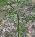 Senecio borysthenicus