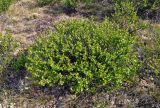 Betula rotundifolia. Взрослое растение. Алтай, Улаганский р-н, окр. Улаганского перевала, ≈ 2000 м н.у.м., участок ерника на опушке хвойного леса. 19.06.2019.