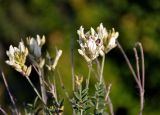 Astragalus albicaulis. Верхушки побегов с соцветиями и кормящимся жуком. Воронежская обл., Лискинский р-н, гора Шатрище, меловой склон. 02.06.2019.