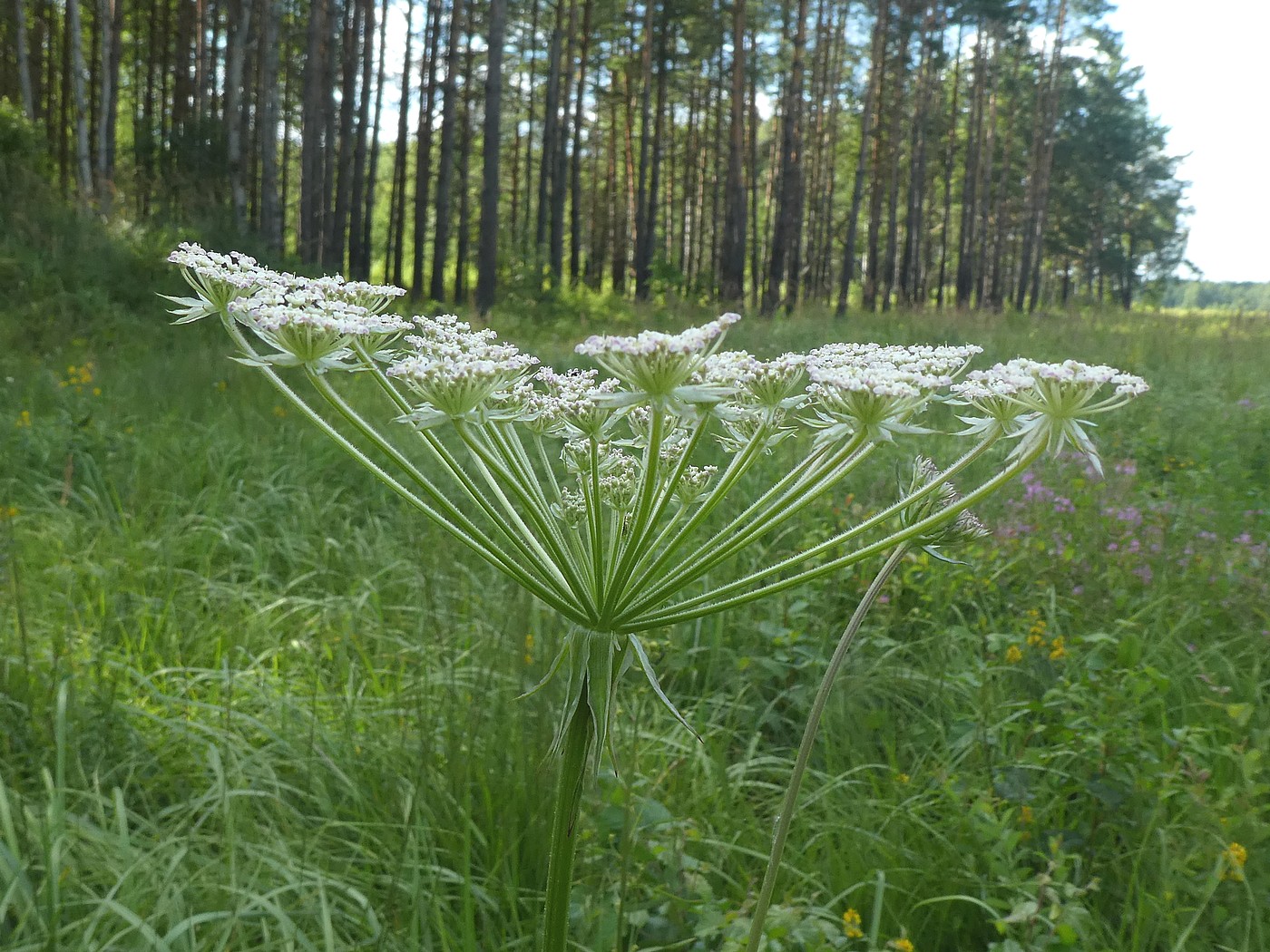 Изображение особи Laserpitium prutenicum.