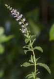 Mentha spicata