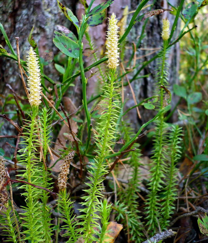 Изображение особи Lycopodium annotinum.