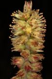 Orostachys spinosa