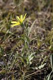 Tragopogon orientalis. Цветущее растение. Южный Казахстан, Таласский Алатау, подгорная степь, сай Унгур. 24.07.2010.