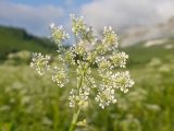 Anthriscus sylvestris разновидность nemorosa. Соцветие. Адыгея, Кавказский биосферный заповедник, ур. Яворова Поляна, ≈ 1700 м н.у.м., субальпийский луг. 28.06.2023.