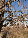 Ulmus japonica