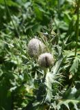 Cirsium balkharicum. Верхушка цветущего растения. Адыгея, Кавказский биосферный заповедник, плато Лаго-Наки, по пути от ретранслятора к горе Нагай-Кош. 16 августа 2023 г.