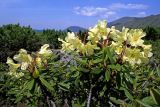 Rhododendron aureum. Верхушки побегов с соцветиями. Буреинское нагорье, Баджальский хр., верховья руч. Омот-Макит басс. р. Герби, пояс кедрового стланика. 09.07.2007.