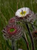 Erigeron petiolaris