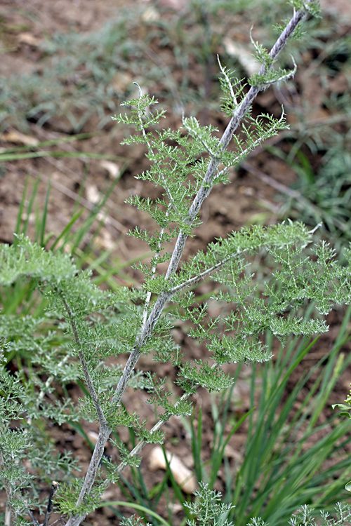Изображение особи Polychrysum tadshikorum.