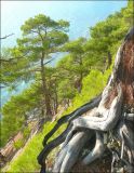 Pinus pityusa. Корневая система (частично) и сухие хвоинки на переднем плане, на втором плане деревья разного возраста. Черноморское побережье Кавказа, Геленджик, п. Джанхот, Джанхотский бор сосны пицундской. 24 октября 2010 г.