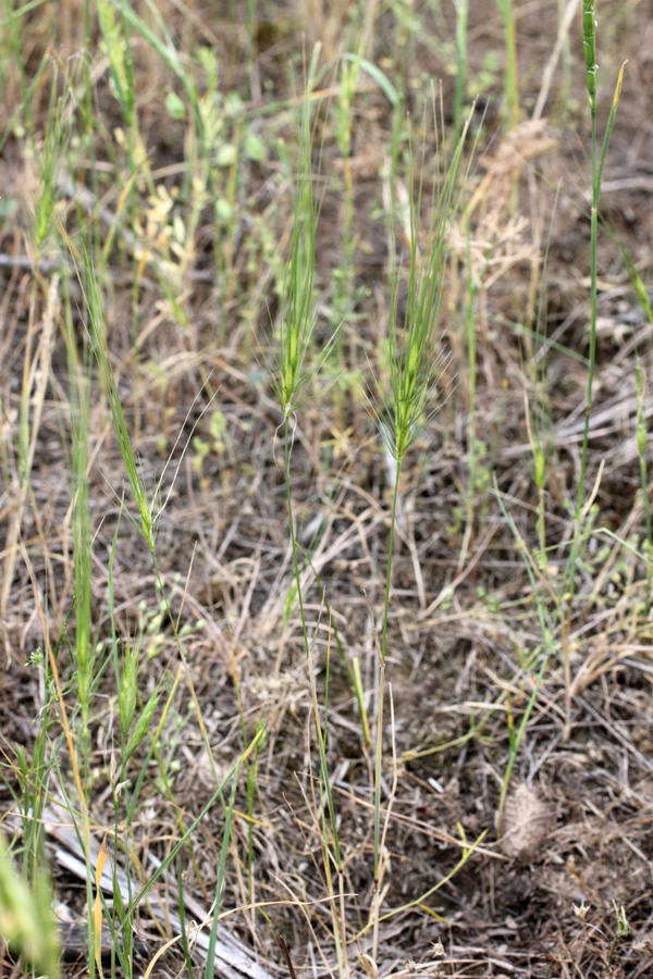 Изображение особи Taeniatherum crinitum.