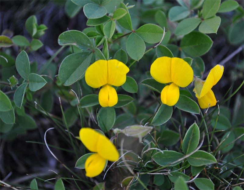 Изображение особи Argyrolobium biebersteinii.