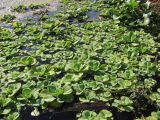 Pistia stratiotes. Заросли растений в прибрежной части водоёма (в правом верхнем углу - Eichhornia crassipes). Томск, Университетское озеро. 11.09.2012.