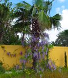 Wisteria sinensis. Растение, опирающееся на пальму. Израиль, Шарон, г. Герцлия, в культуре. 27.03.2013.