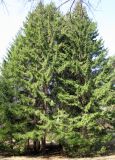 Picea &times; fennica