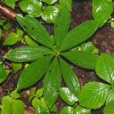 Lilium martagon