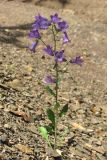 Campanula taurica. Цветущее растение. Крым, Южный склон Демерджи. 7 июня 2013 г.