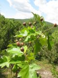 Sorbus torminalis