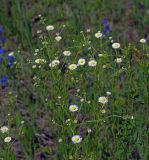 Erigeron annuus